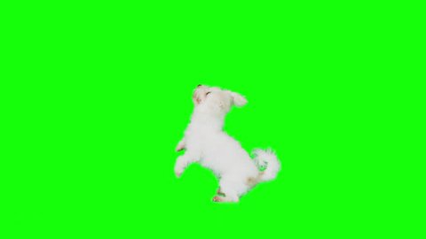 Dog on green screen dances on two feet sits down and looks. Shot slow motion.