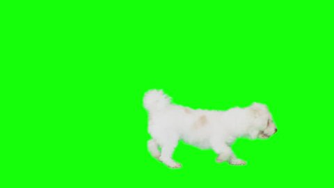 Dog on green screen walks right and left exiting frame.Shot slow motion.
