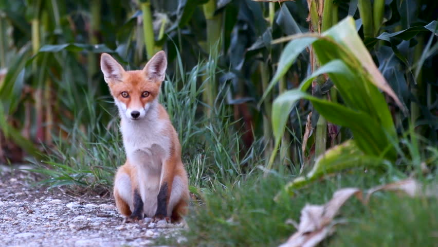 Young, little juvenile red fox on gravel path on edge of a corn field, sitting and observing, at the end disappearing into the corn, vulpes vulpes