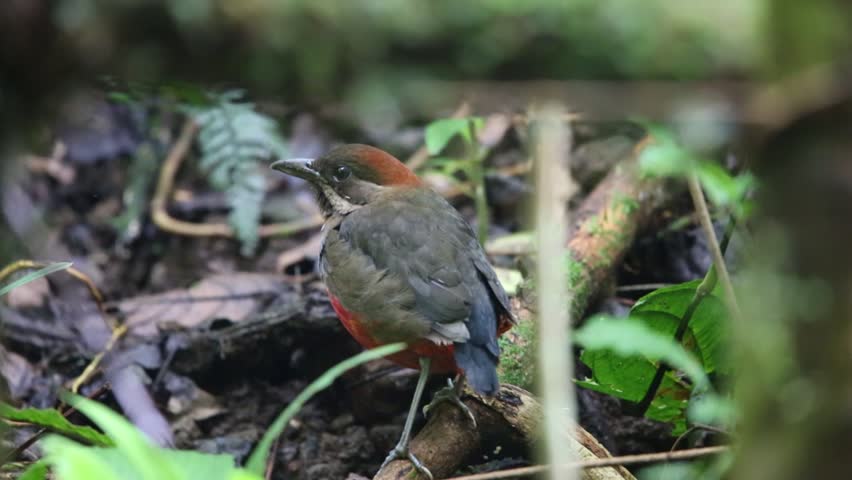 whiskered pitta erythropitta kochi luzon island Stock Footage Video ...