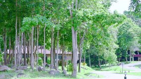 4K video of Mae Puem national park, Thailand.