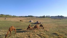 Camels feeding and grazing in a field in California, USA.  Aerial view filmed by a  Drone Unmanned Aerial Vehicle.