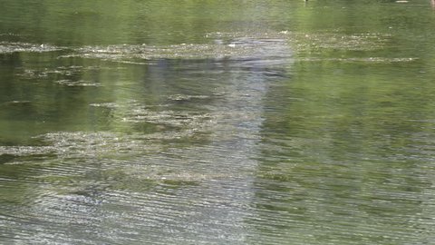 Toxic green algae in lake Ontario at Toronto during summer heatwave