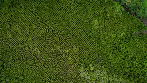 Aerial top view move high to low shot of Mangroves in Tung Prong Thong or Golden Mangrove Field at Estuary Pra Sae, Rayong, Thailand
