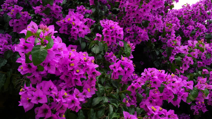 nyctaginaceae bougainvillea glabra purple flowers on Stock Footage ...