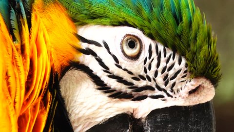 4K The eye blue and gold macaw bird.	 วิดีโอสต็อก
