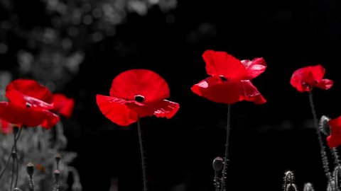 The dominant red.Contrast colors in poppy.Blossoming poppies on a dark background.Blood red in the brand.Red poppy in the moonlight.