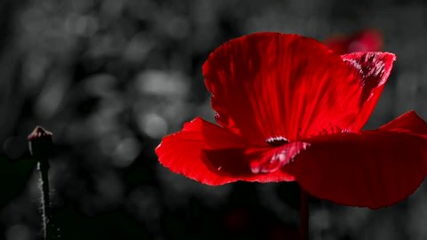 The dominant red.Contrast colors in poppy.Blossoming poppies on a dark background.Blood red in the brand.Red poppy in the moonlight.