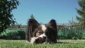 Beautiful dog breed Papillon gnaws spruce cone on the lawn stock footage video
