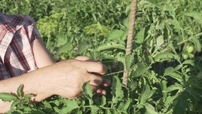 An elderly woman cares for plants in the garden, ties up tall branches on tomato bushes tomato stock footage video