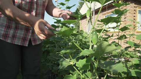 An elderly woman cares for plants in the garden, rips off young cucumbers stock footage video