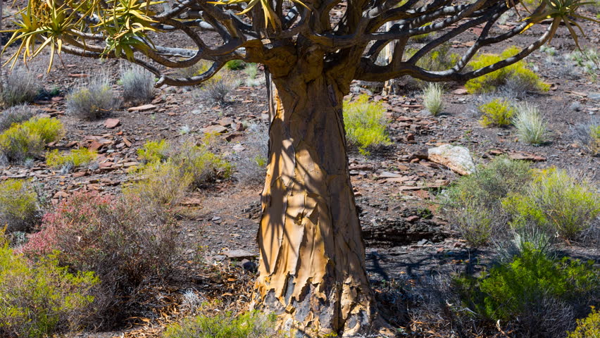 Kiver Tree - Kokerboom Forest, Nieuwoudtville, Namaqualand, Northern Cape province, South Africa, Africa