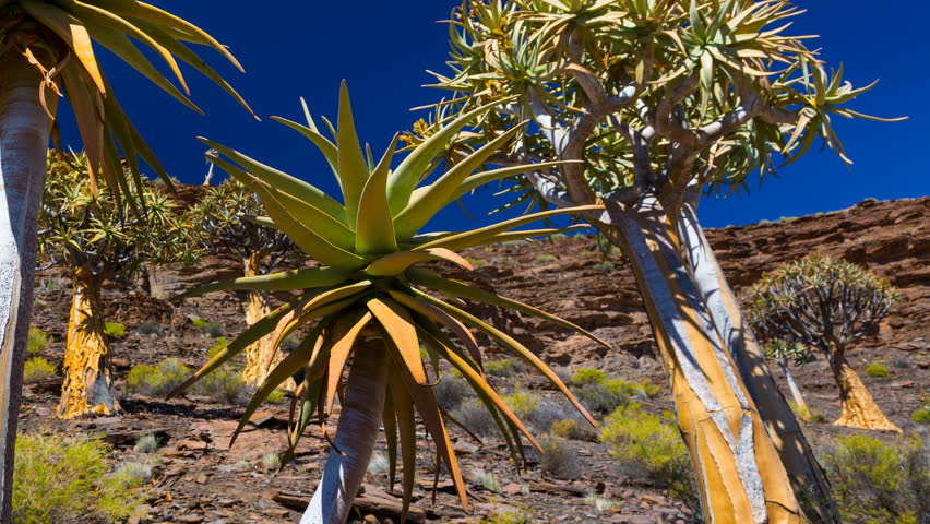 Kiver Tree - Kokerboom Forest, Nieuwoudtville, Namaqualand, Northern Cape province, South Africa, Africa