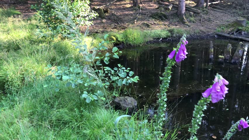 Pond in the forest