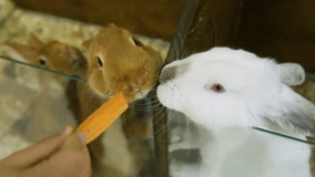 Closeup view of cute brown and white rabbits. Kid feeding animals with carrot. Real time full hd video footage.