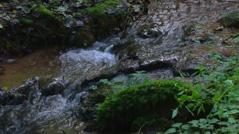 Little brook in a forest, Rhineland-Palatinate, Germany, Europe