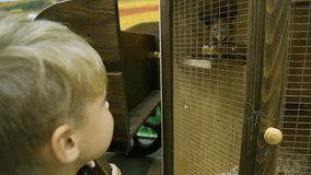 Happy white blond boy looks happily at cute brown squirrel at zoo. Real time full hd video footage.