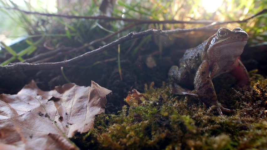 Sliding shot frog sitting on forest moss floor
