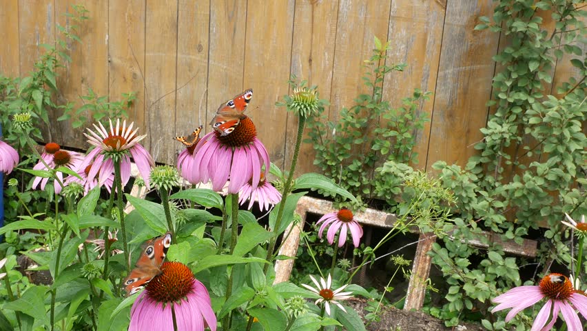 Butterflies eat nectar, and synchronously circle. Yet the bumblebee hasn