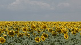 Sunflowers on the field against a cloudy sky.Original high quality video without any processing. Footage 3840x2160. 4K Videos