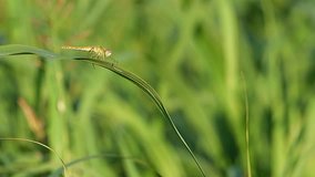 A close up view on a dragonfly leaning on a blade of grass in a field of italian countryside. 