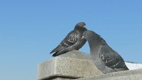 Ungraded: Two pigeons on marble parapet against blue clear sky. Ungraded H.264 from camera without re-encoding. 