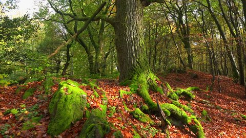 Dead wood in beech forest, Freudenburg, Rhineland-Palatinate, Germany, Europe