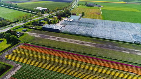 Tulip field and greenhouse in Holland, Aerial