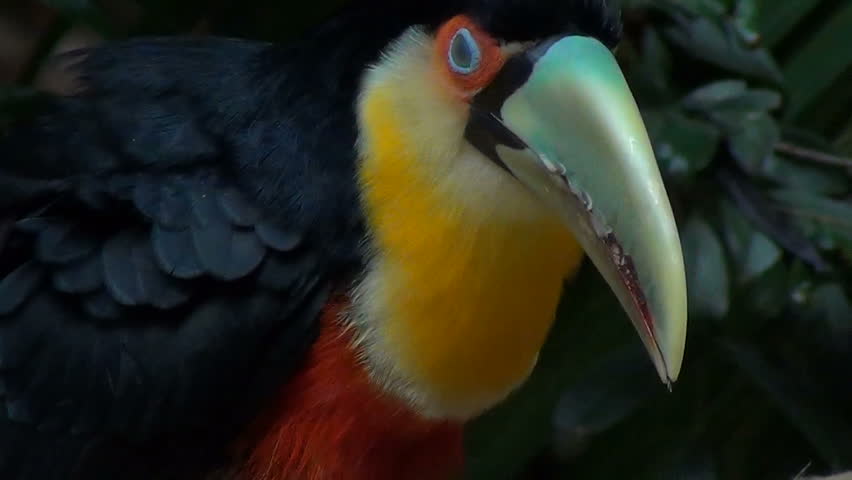 The green-billed toucan (Ramphastos dicolorus), or red-breasted toucan. Brazil