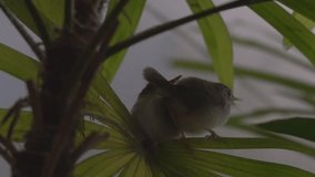 Common tailorbird flappers  perching closely replying  for their parent call early in the morning , hd video with original soundtrack.
Fledgling birds sibling.
