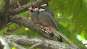 Java sparrow birds lover perching and snuggling closely side by side on waggly branch  in windy day, low angle view 4K video.
Pair of birds. 