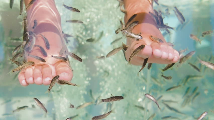 garra rufa fisk garra rufa fisk