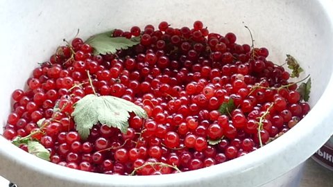 harvest of red and black currant