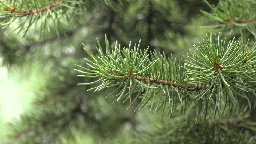 Young shoots of pine. Beautiful Christmas tree. 4K, UHD, 50p,Panning,Closeup, 						