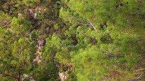 Beautiful sunny fresh old pines growing on rocky mountain near sea in Turkey. Real time full hd video footage.
