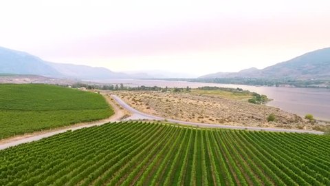 Flight over vineyard with beautiful lake in sunset