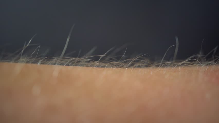 Arms Hairs Standing Up, Macro | Shutterstock HD Video #1014121643