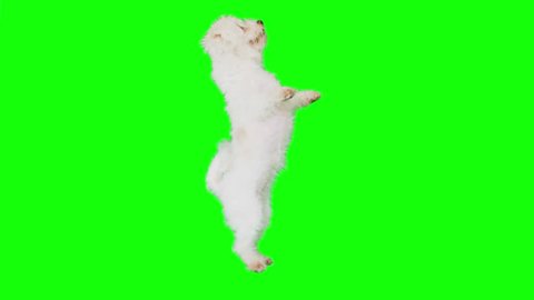 Slow Motion green screen shoot of a white small dog that enters frame dances and sits down.
