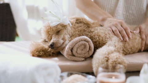 Woman  giving body massage to a  dog. Spa still life with aromatic candles, flowers and towel. 
 Stock Video