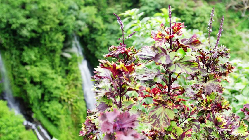 Aerial view on eautiful pink flowers by mountain waterfall in tropical jungle. Changes focus to waterfall. slow motion. 3840x2160