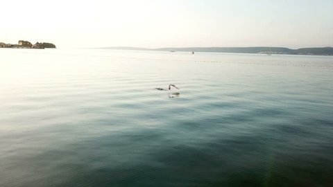Aerial: Chasing seagulls on beautiful evening sunset at coast of Pasman island. Shot on vacation in Adriatic sea at Mediterranean coastline. - Βίντεο στοκ