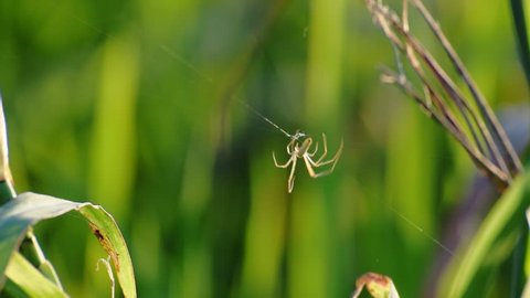 A close up view on a spider weaving its web around blades of grass on a field with a sunset light. 