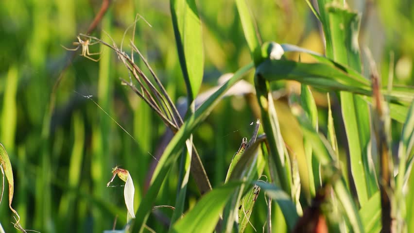 Small Spider on a blade of grass image - Free stock photo - Public ...