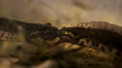 Salamanders fighting in dutch forest ditch extreme close up