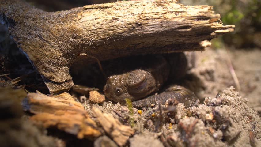Toad sitting underneath tree branch and is waking up, opening eye