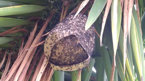 swarm nest of wasps grinders