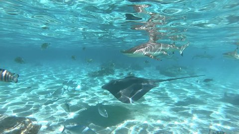 grey ray in a lagoon in tahiti, polynesia