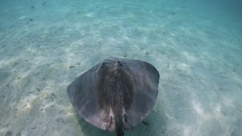 grey ray in a lagoon in tahiti, polynesia
