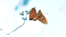 two butterflies mate. Large Tortoiseshell, Nymphalis polychloros butterfly. brown butterfly lifestyle sits on a slow motion video. butterfly on nature concept
