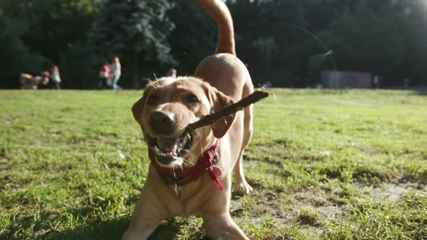 Happy dog labrador golden playing with wooden stick close up hand man outdoor at park mammal animal outside pedigree pet retriever arm bite doggy fur walk adorable catch slow motion Royalty-Free Stock Footage #1014142868